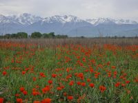 Fotostopp am Mohnfeld mit Transili-Alatau im Hintergrund &ndash; &copy; Andrey Kulikov (Eberhardt TRAVEL)