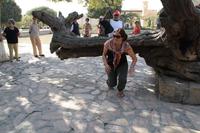 Eberhardt Reisebegleiterin Mandy Lehmann unter dem Wunschbaum