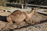 Usbekisches Kamel