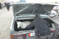 Viehmarkt Sonntag früh um 6 in Karakol