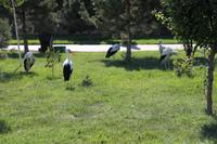 am Ensemble Hazrati Imam