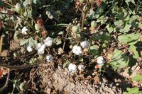 usbekische Baumwolle