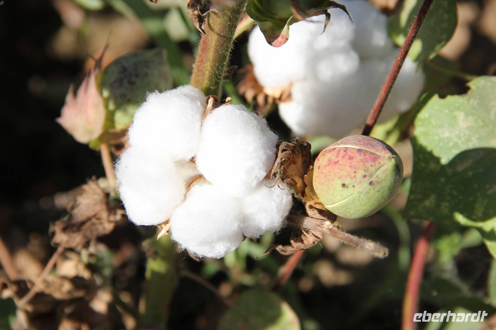 usbekische Baumwolle