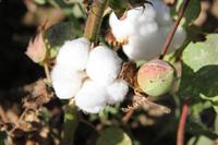 usbekische Baumwolle