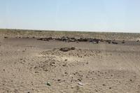 Schafe in der Quizil-Qum Wüste