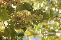 Weinreben im Sommerpalast