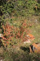 im Ala Artscha Nationalpark