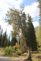 im Ala Artscha Nationalpark