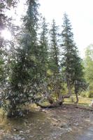 im Ala Artscha Nationalpark