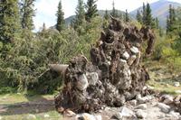 im Ala Artscha Nationalpark