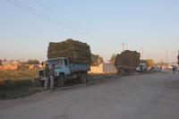 auf dem Viehmarkt in Karakol