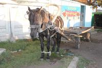 auf dem Viehmarkt in Karakol