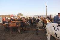 auf dem Viehmarkt in Karakol