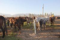 auf dem Viehmarkt in Karakol