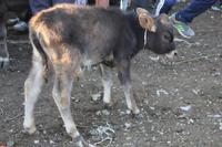 auf dem Viehmarkt in Karakol
