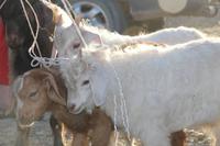 auf dem Viehmarkt in Karakol