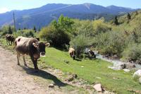 in der Schlucht Sheti Oguz