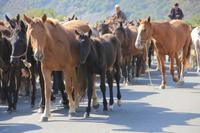 in der Turgen-Schlucht