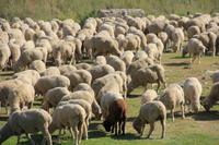 in der Turgen-Schlucht