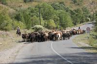in der Turgen-Schlucht