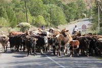 in der Turgen-Schlucht