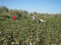 Fahrt nach Buchara - im Baumwollfeld