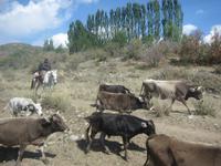 auf dem Weg nach Karakol