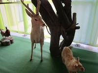 im Prschewalski Museum bei Karakol