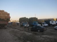 auf dem Viehmarkt in Karakol