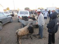 auf dem Viehmarkt in Karakol