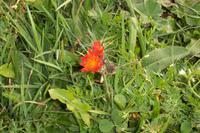 Bergblumen