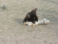 Vorführung der Greifvögel-Jagd: die Berkuttschi