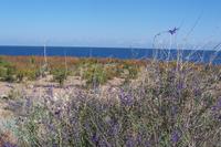 am Issyk Kul