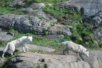 Wölfe im Omega-Wildpark