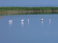 6_Camargue (13)