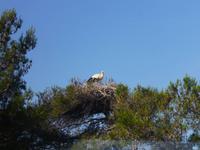 6_Camargue (4)