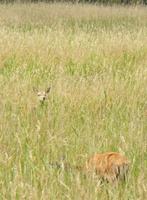 Hirschkuh mit Hirschkalb am Darss