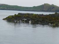 Robben auf Inishcombe