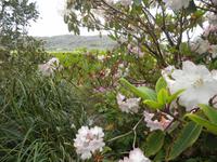 Inverewe Garden