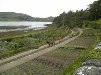 Inverewe Garden