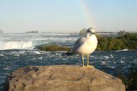 Möwe an der Niagara-Kante
