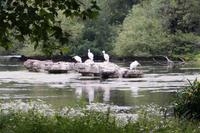 Pelikane im St. James Park