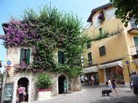 Ein Bougainvillientraum als Hausschmuck.
