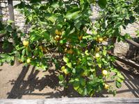 Vier Ernten jährlich  -  man ist erstaunt.