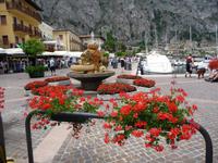 Limone schmückt sich in der Fläche ...