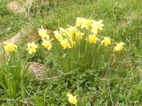 Halbinsel Snaelfessness