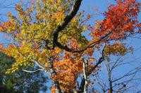 Die Farben des Indian Summer im Algonquin-Nationalpark