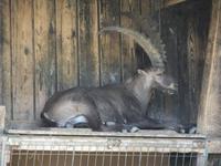 Im Alpenwildpark