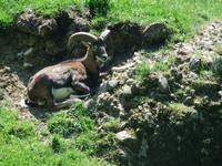 Im Alpenwildpark