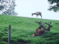 Im Alpenwildpark
